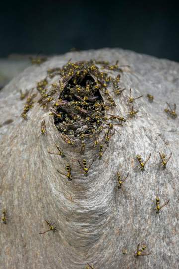 Comment traiter et détruire les nids de frelons asiatique ?
